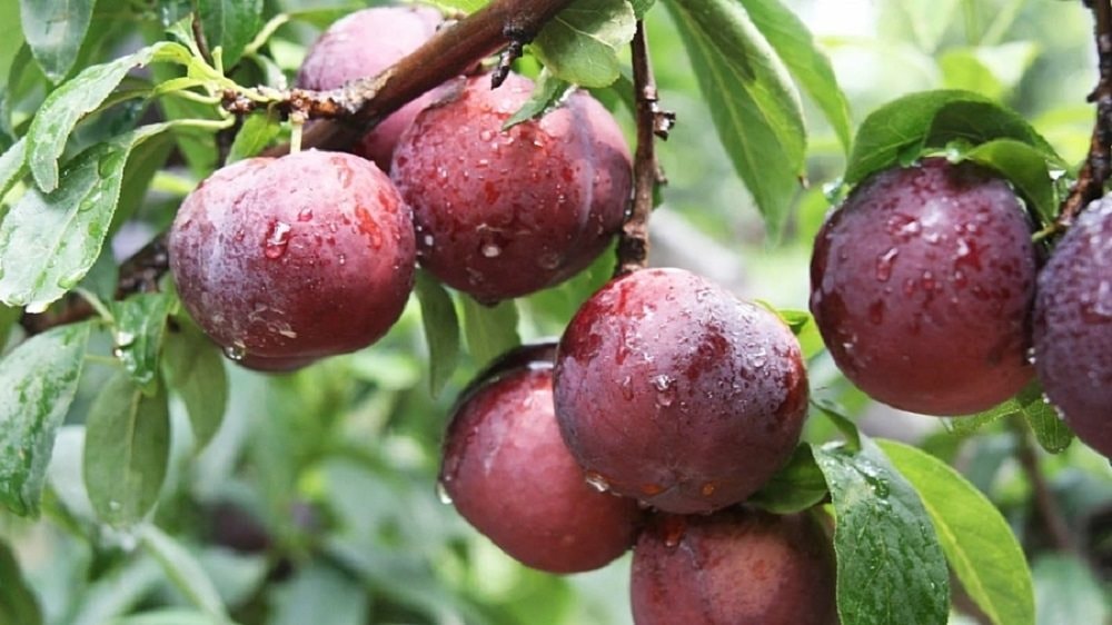 Tác dụng chữa bệnh độc đáo của quả mận